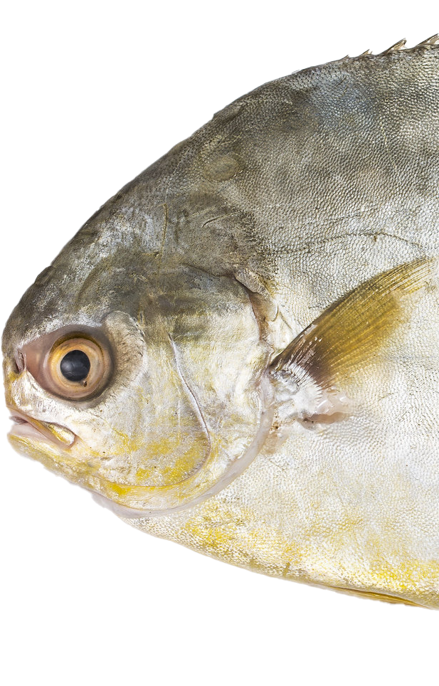 a close up of a fish
